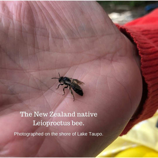 new zealand native leioproctus bee