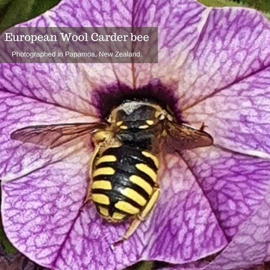 european wool carder bee