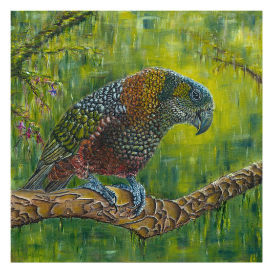 Kākā on Kotukutuku
