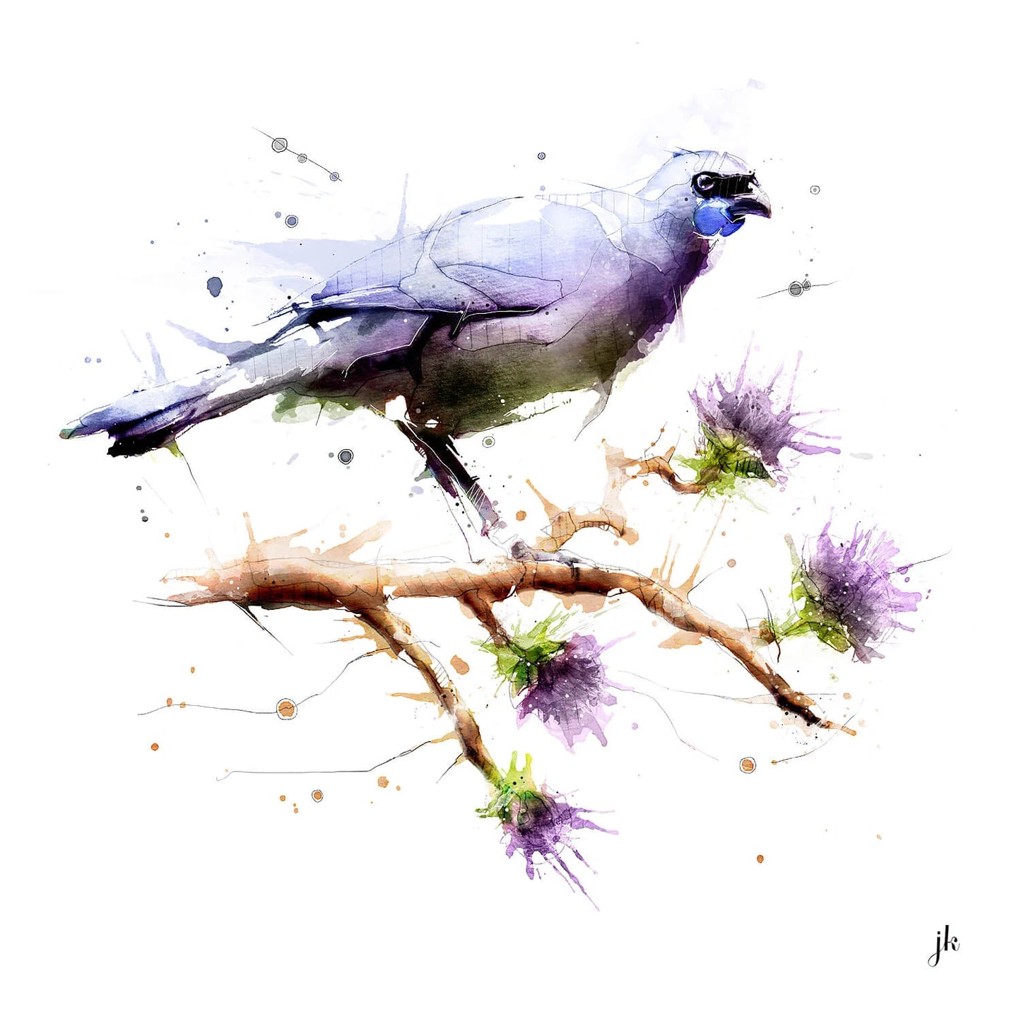 jeremy kyle art watercolour kokako