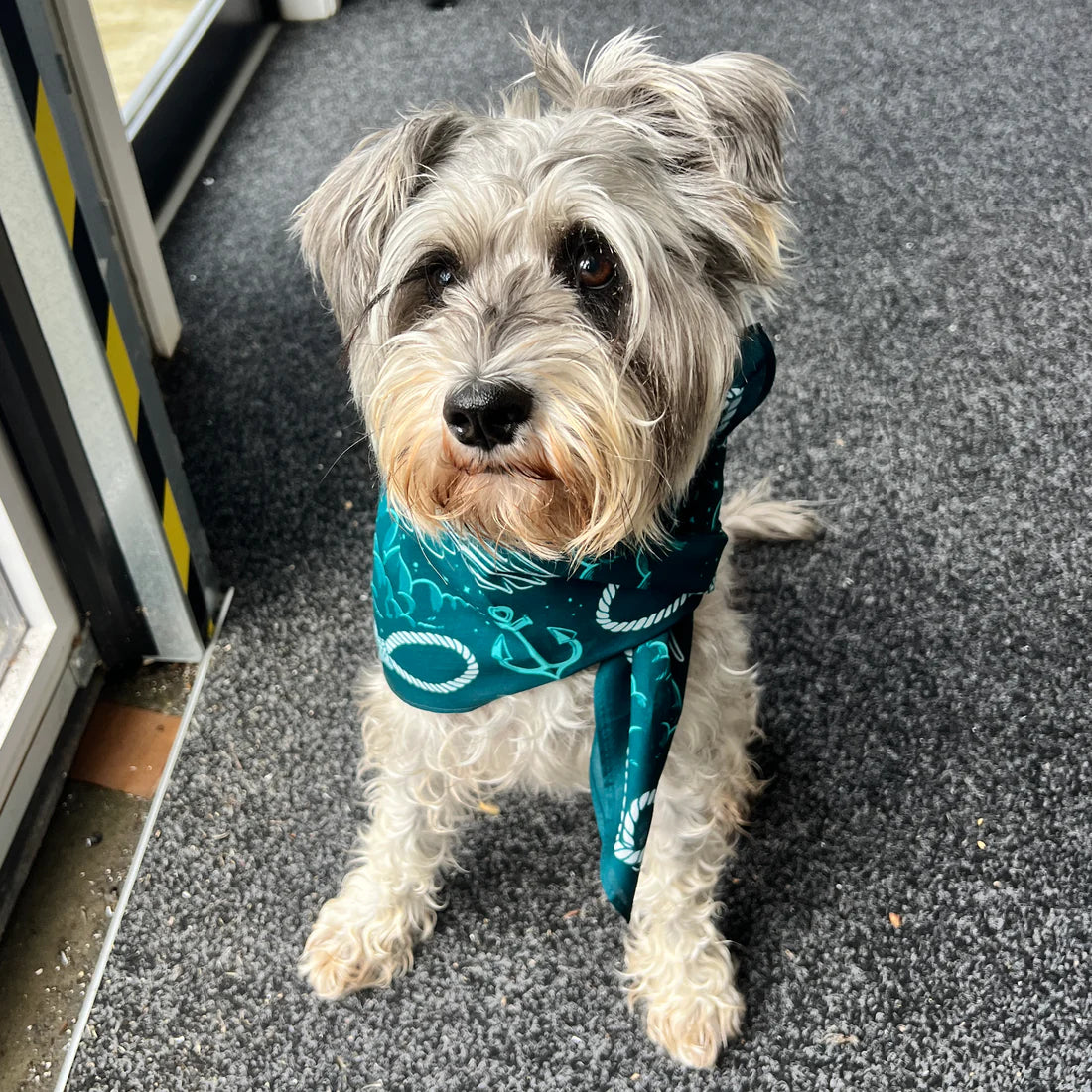 pepper raccoon twilight swallows bandana teal blue