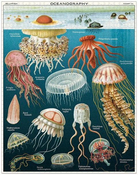 cavallini vintage jigsaw puzzle jellyfish oceanography