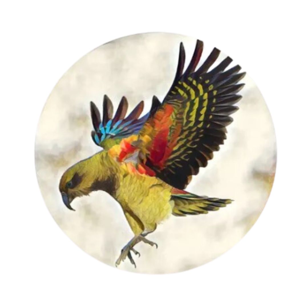 coasters nz birds set 6 kea