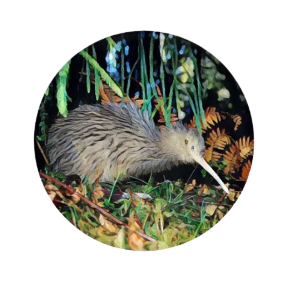 coasters nz birds set 6 kiwi