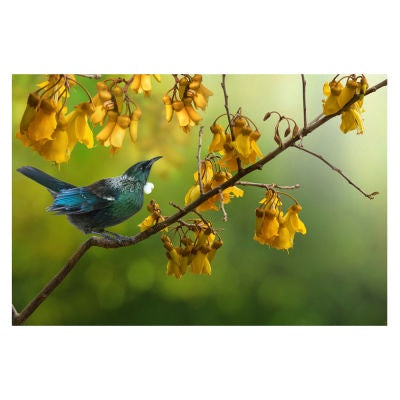 tui kowhai glass art wall hanging