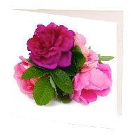 gift card 7cm camelias