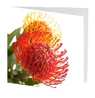 gift card 7cm protea