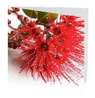 gift card 7cm pohutukawa