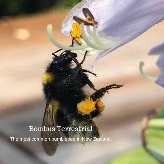 bumblebee bombus terrestrial