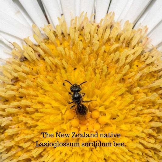 new zealand native lasioglossum sordidum bee