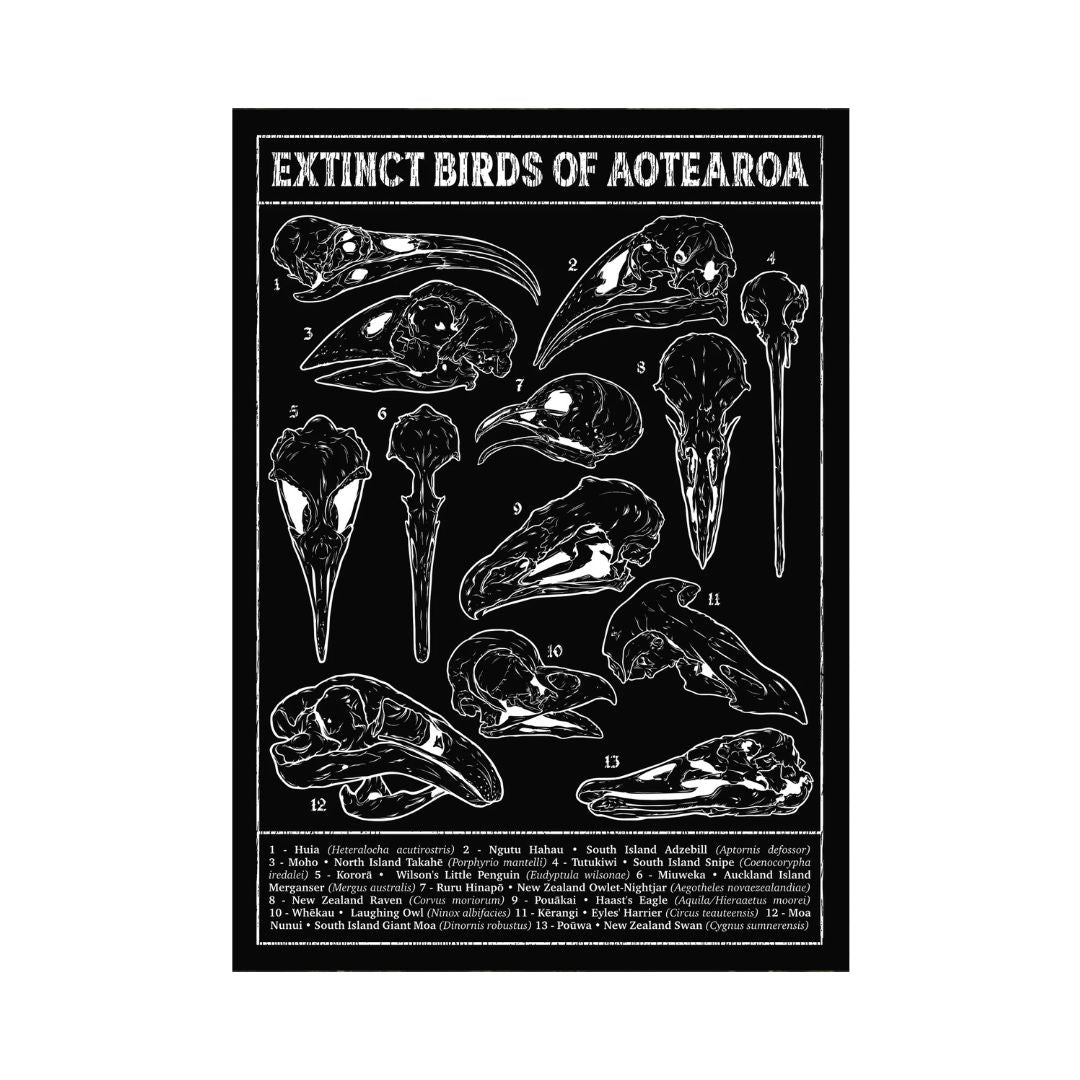 pepper raccoon poster a2 extinct birds aotearoa aeternum