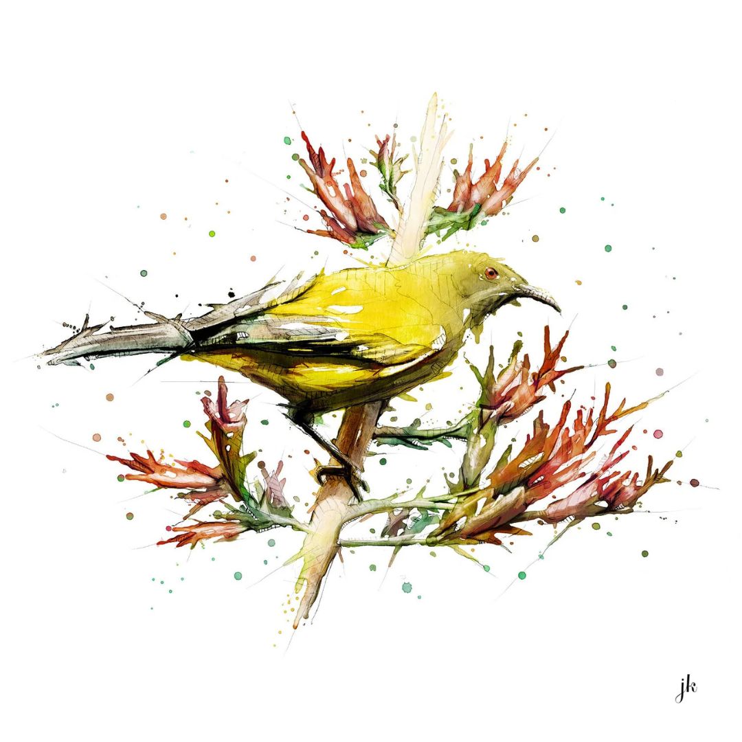 jeremy kyle nz native bird print 20cm bellbird korimako