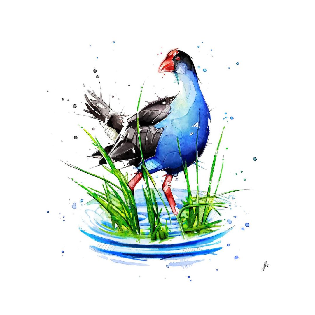 jeremy kyle nz native bird print 20cm pukeko