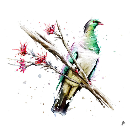 jeremy kyle art watercolour kereru wood pigeon