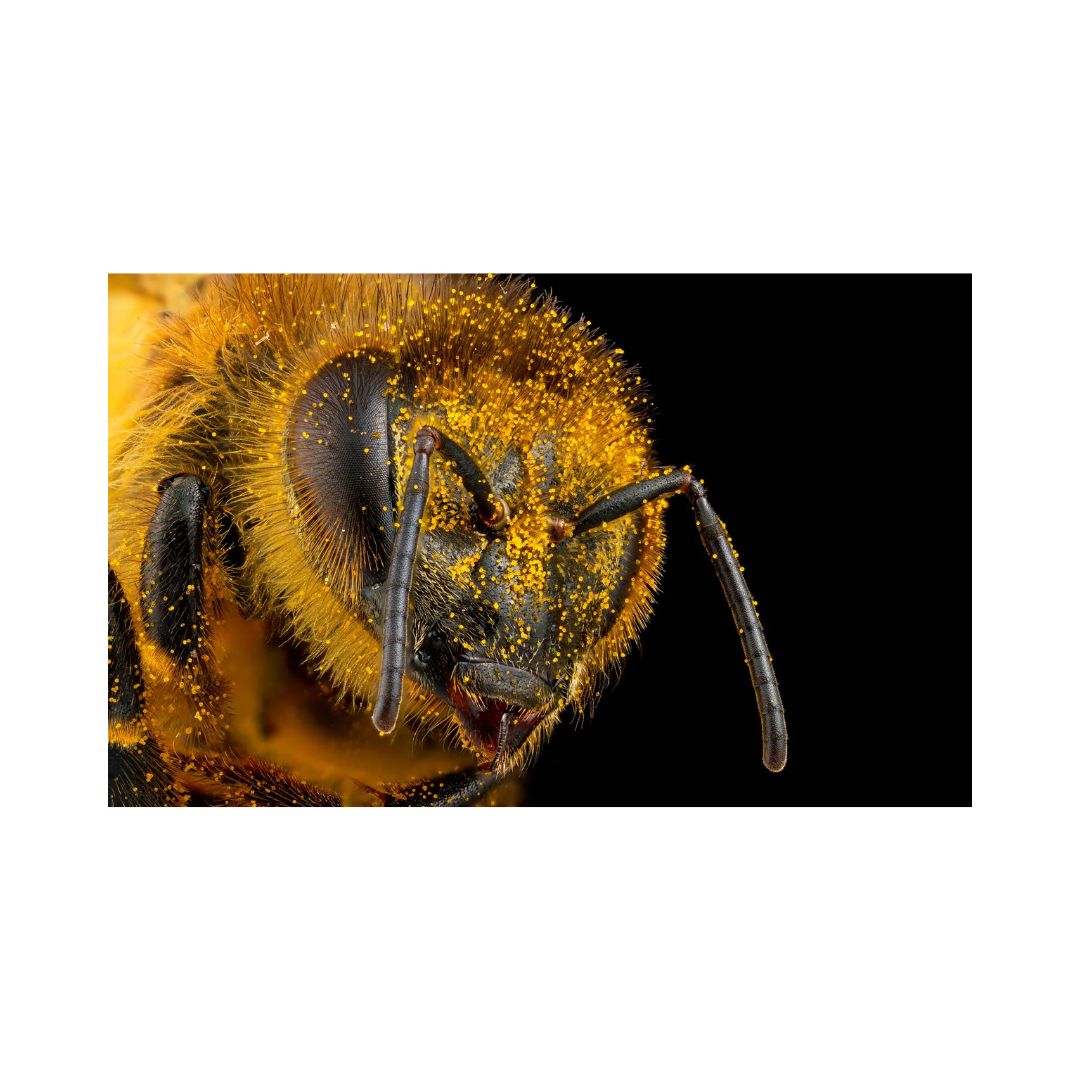 book seduction honey bee craig burrows uv photography closeup bee pollen