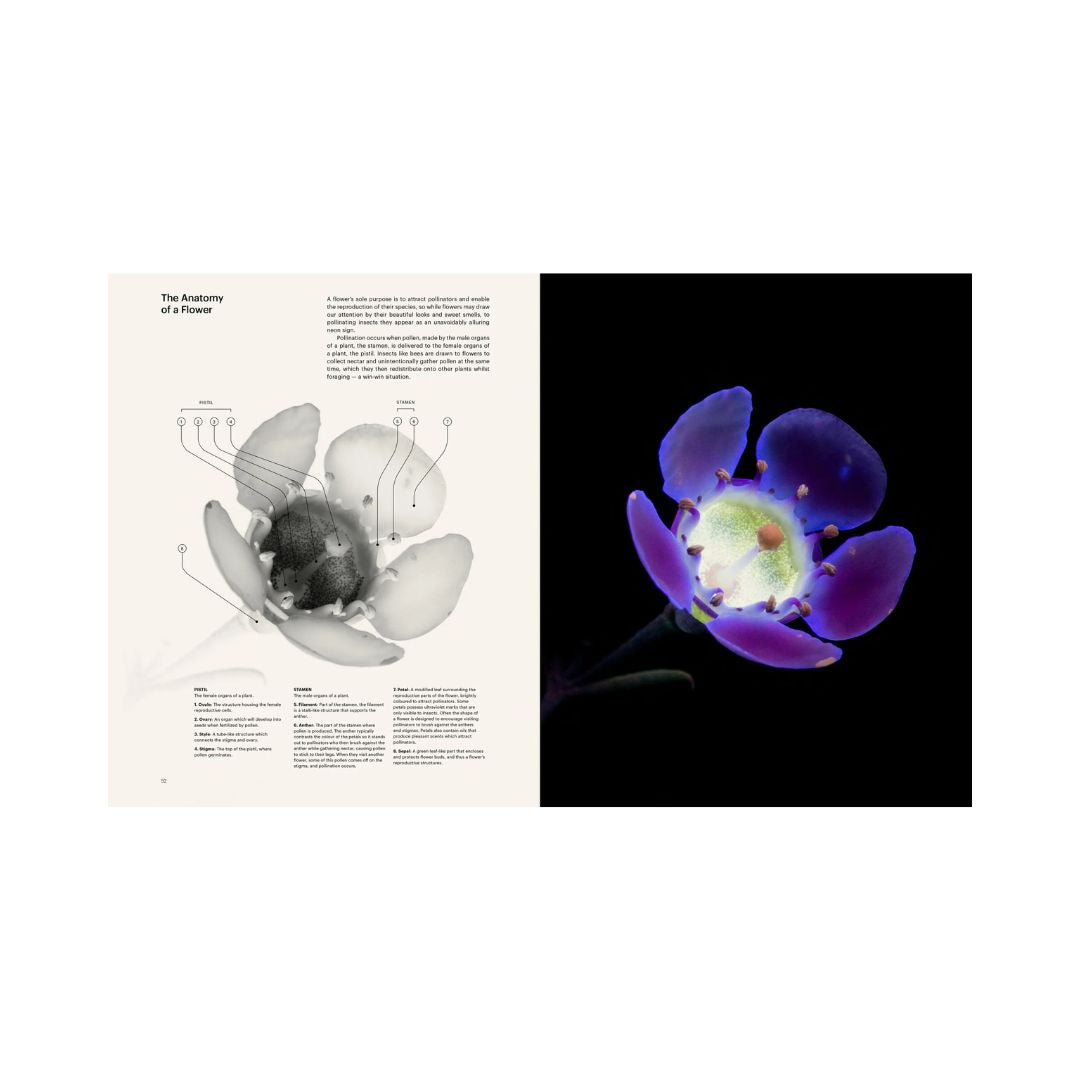 book seduction honey bee craig burrows uv photography flower