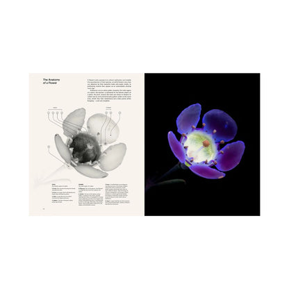 book seduction honey bee craig burrows uv photography flower