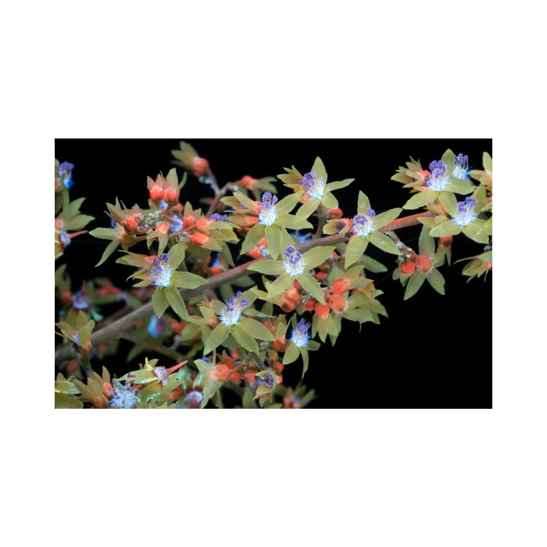 book seduction honey bee craig burrows uv photography flowers plant