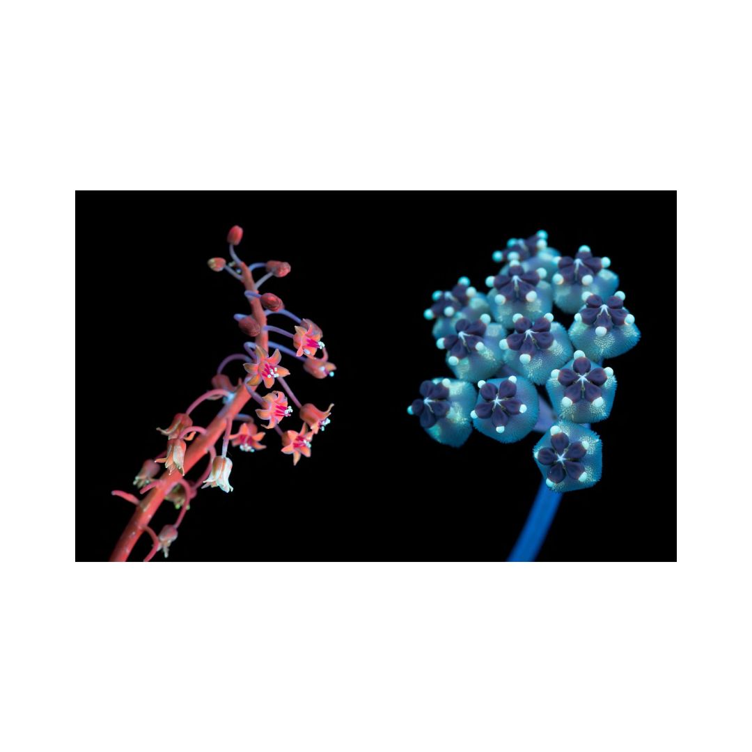 book seduction honey bee craig burrows uv photography flowers plant